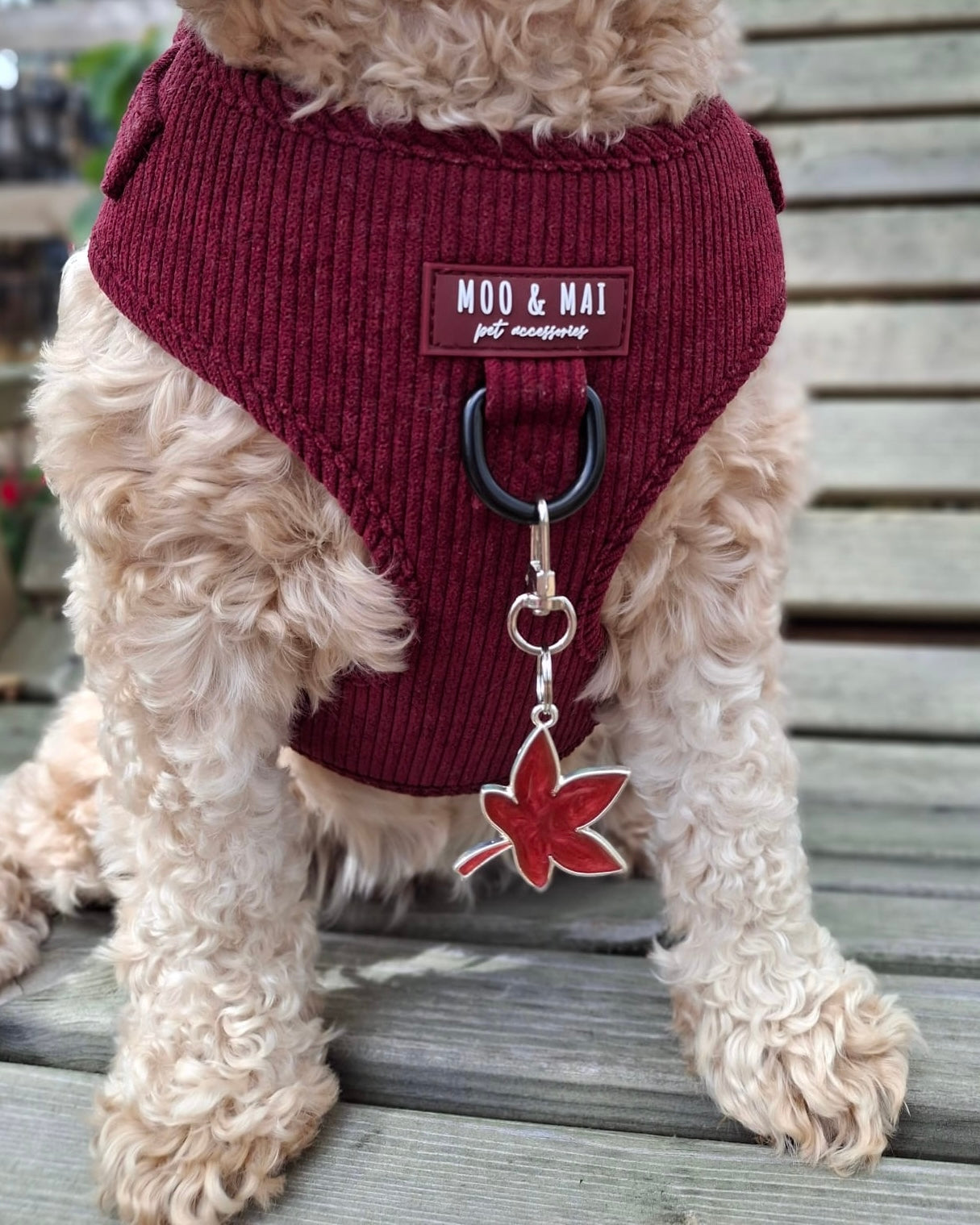 Maple Leaf (Bezel) Resin ID Dog Tag / Pet Tag / Keyring