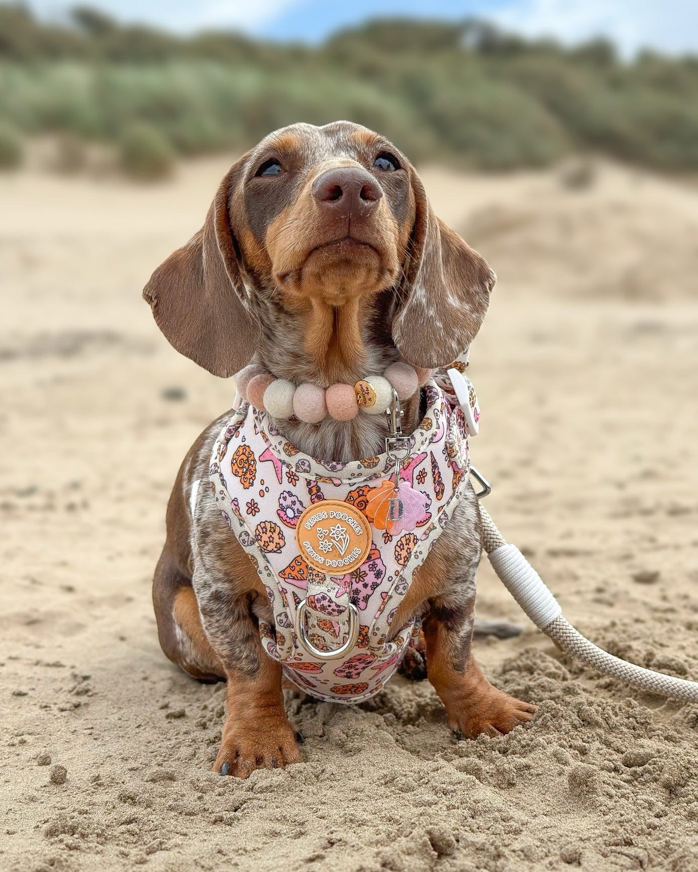 Seashell Resin ID Dog Tag / Pet Tag / Keyring
