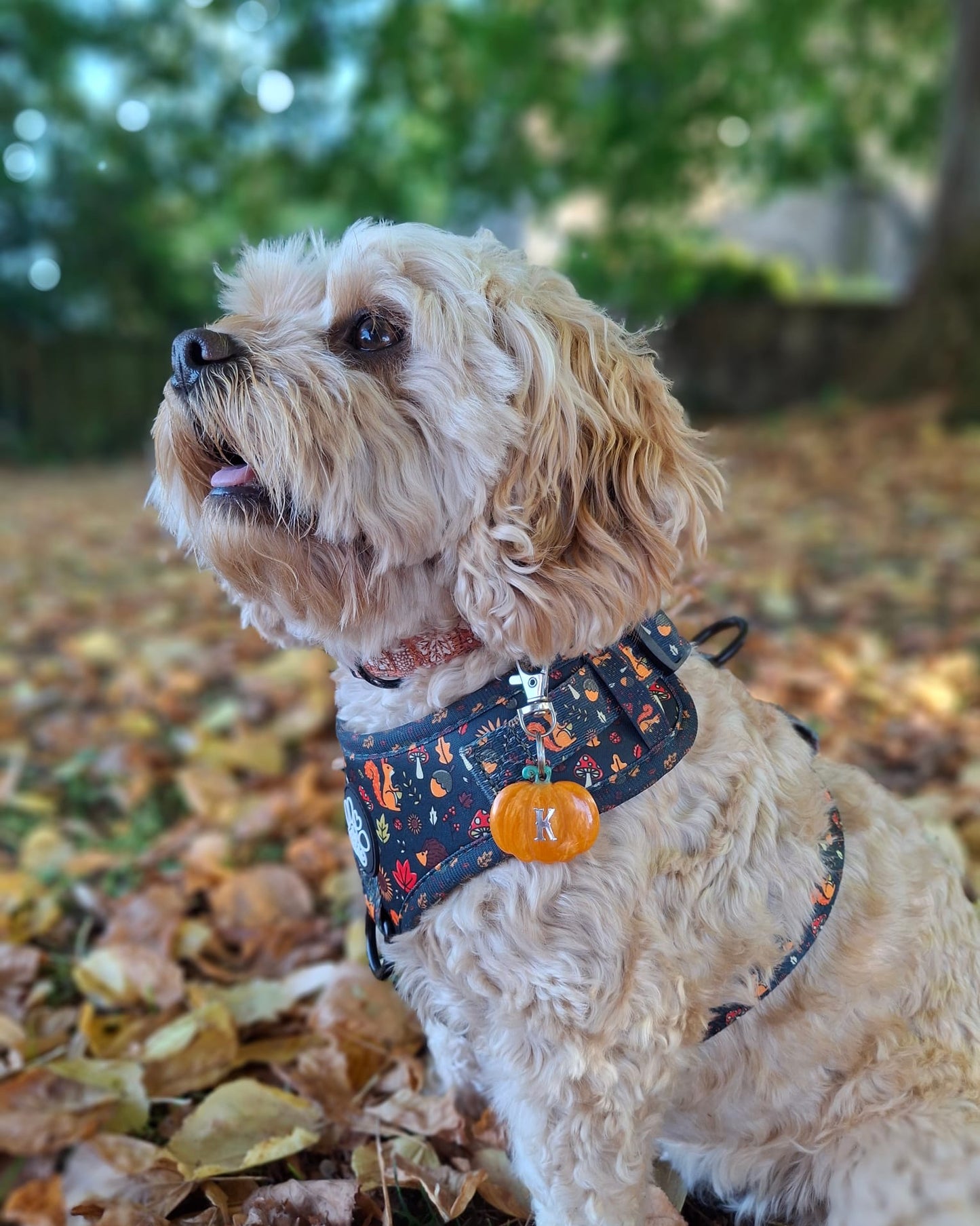 Pumpkin Resin ID Dog Tag / Pet Tag / Keyring