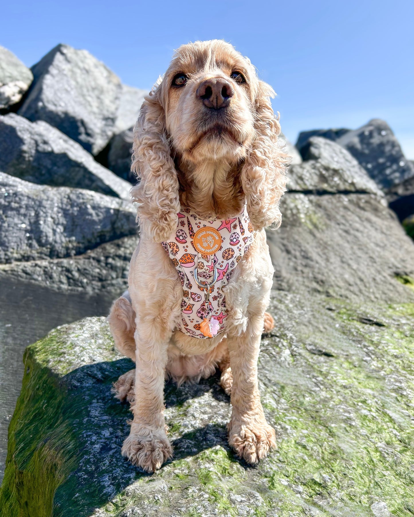 Seashell Resin ID Dog Tag / Pet Tag / Keyring