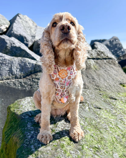 Seashell Resin ID Dog Tag / Pet Tag / Keyring