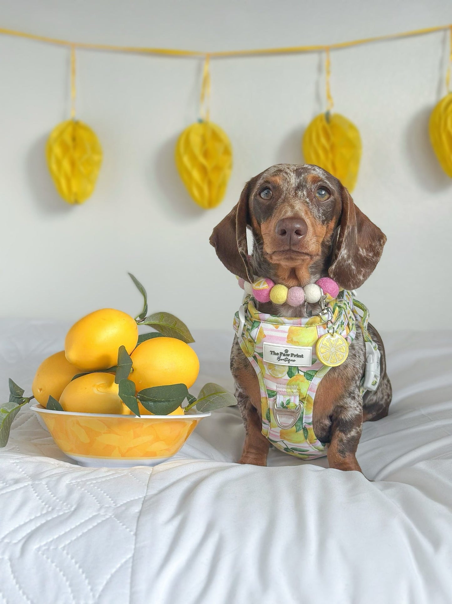 Citrus Resin ID Dog Tag / Pet Tag / Keyring