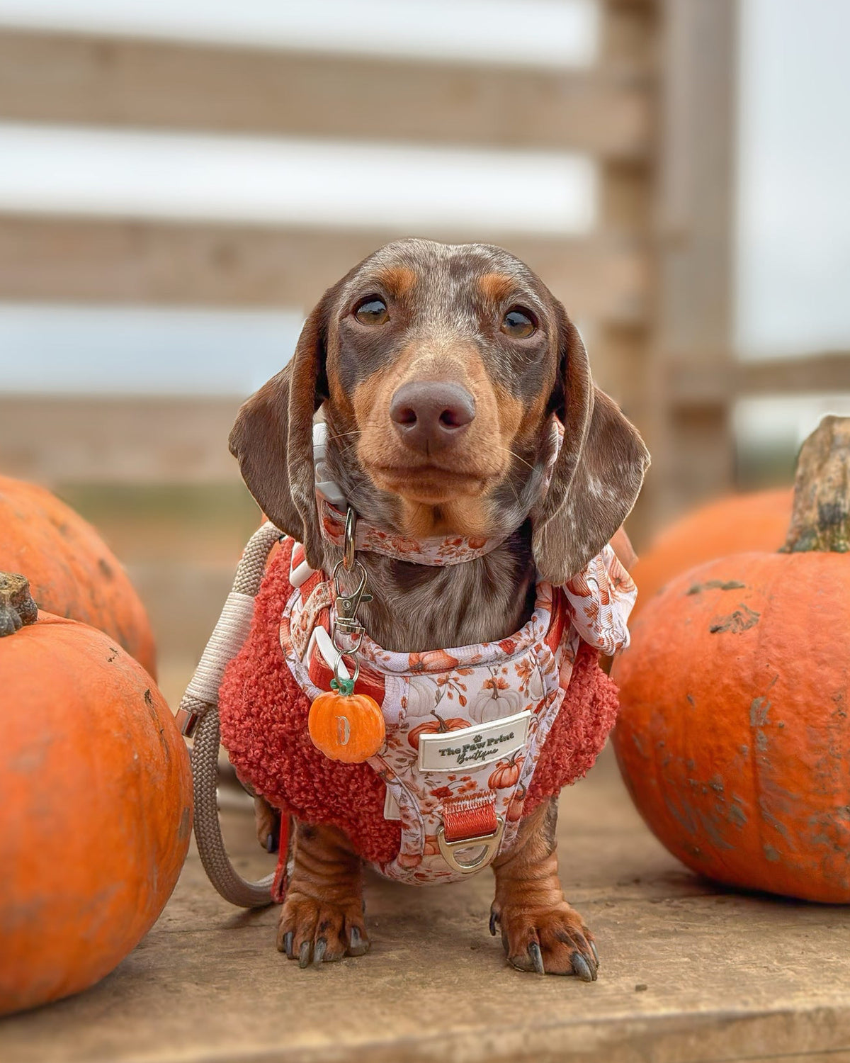 Pumpkin Resin ID Dog Tag / Pet Tag / Keyring