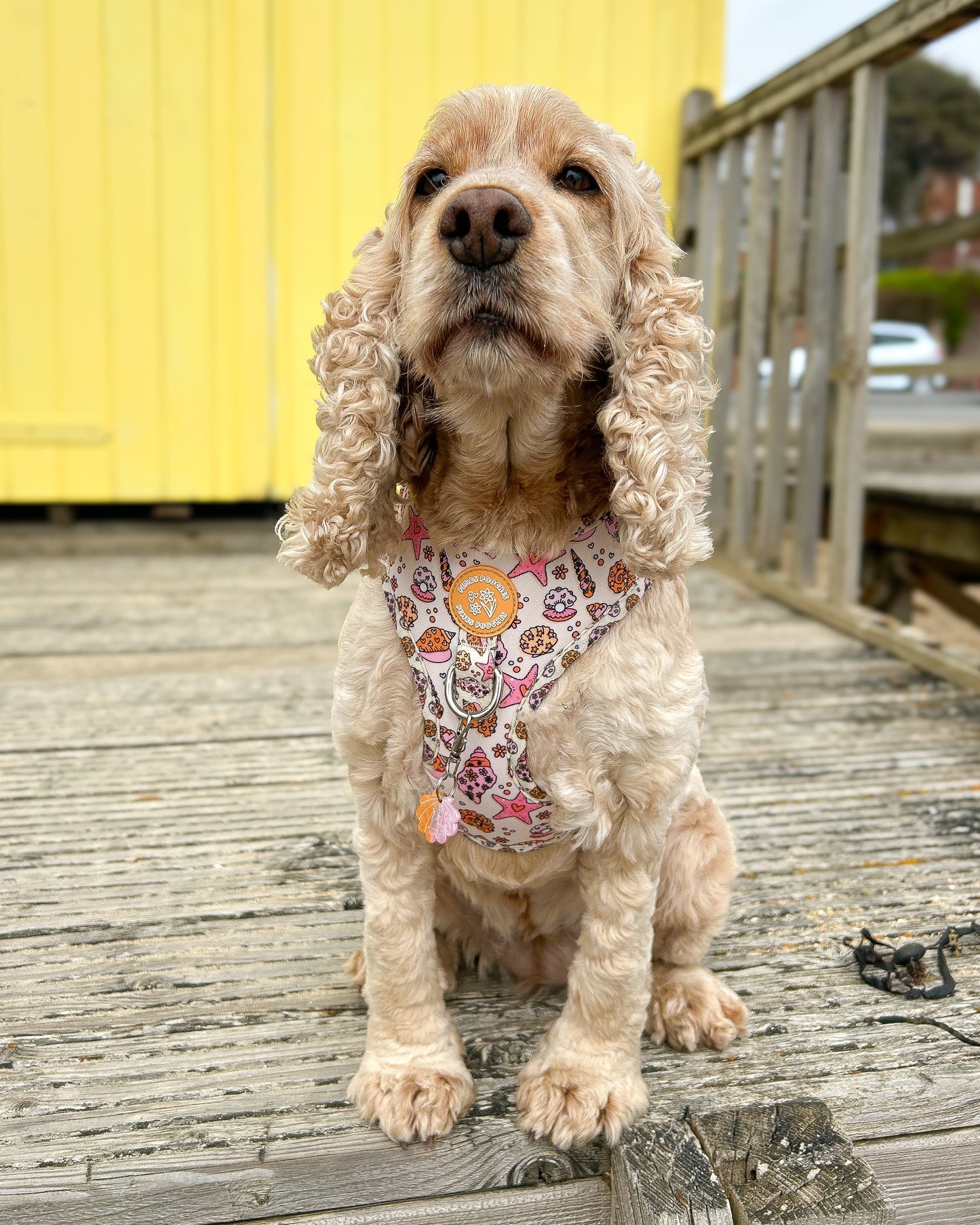 Seashell Resin ID Dog Tag / Pet Tag / Keyring