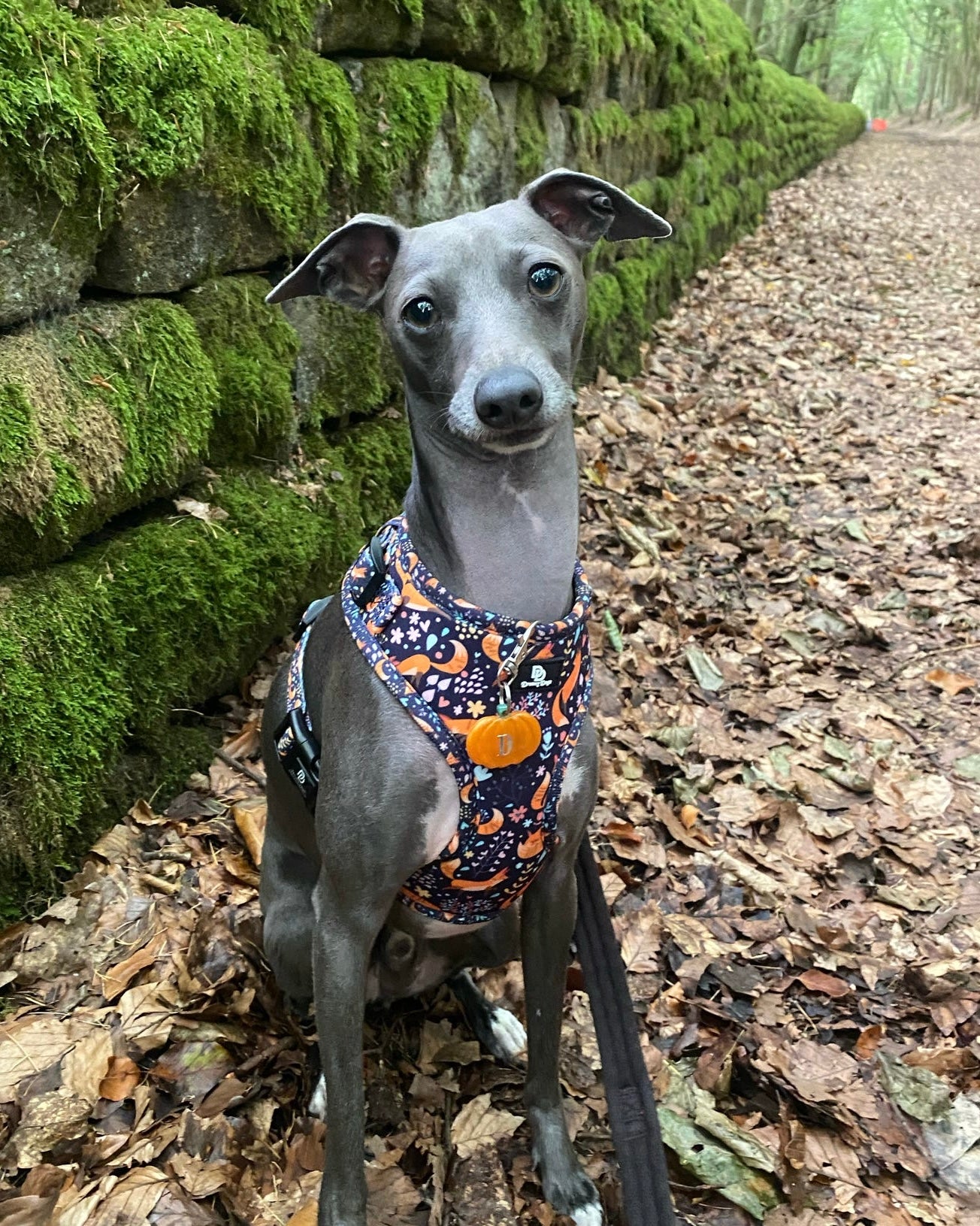 Pumpkin Resin ID Dog Tag / Pet Tag / Keyring