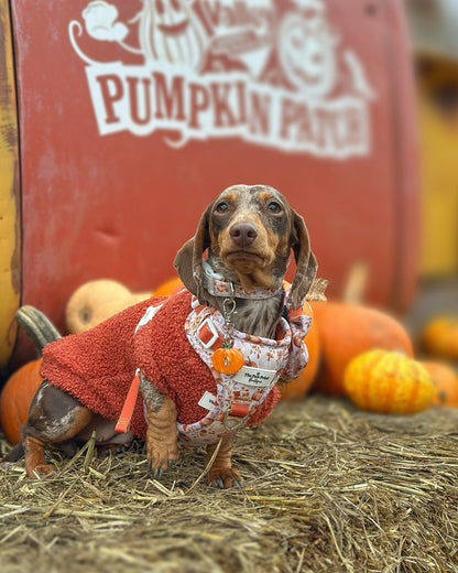 Pumpkin Resin ID Dog Tag / Pet Tag / Keyring